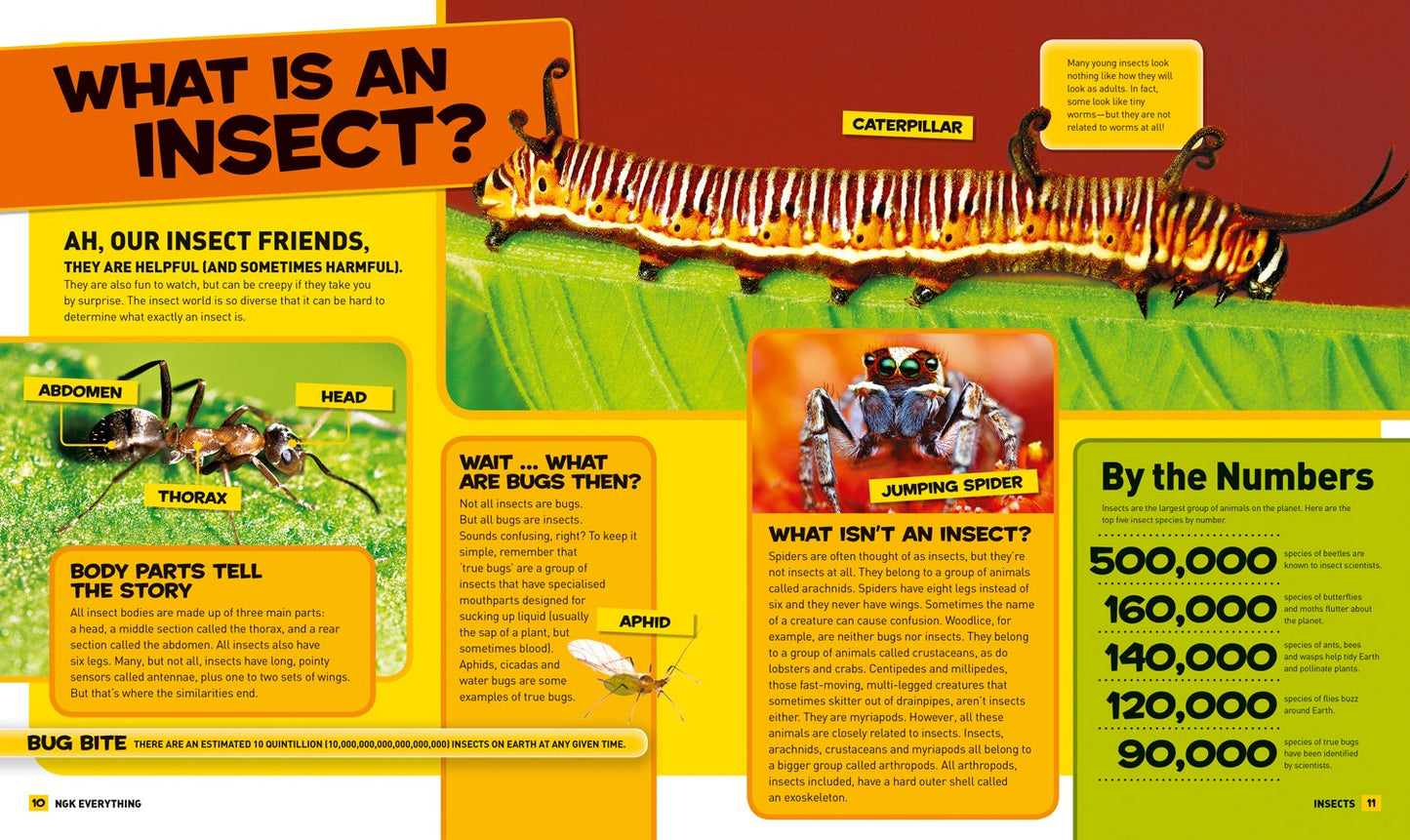 Everything: Insects Inside NGK HarperCollins 9780008267780