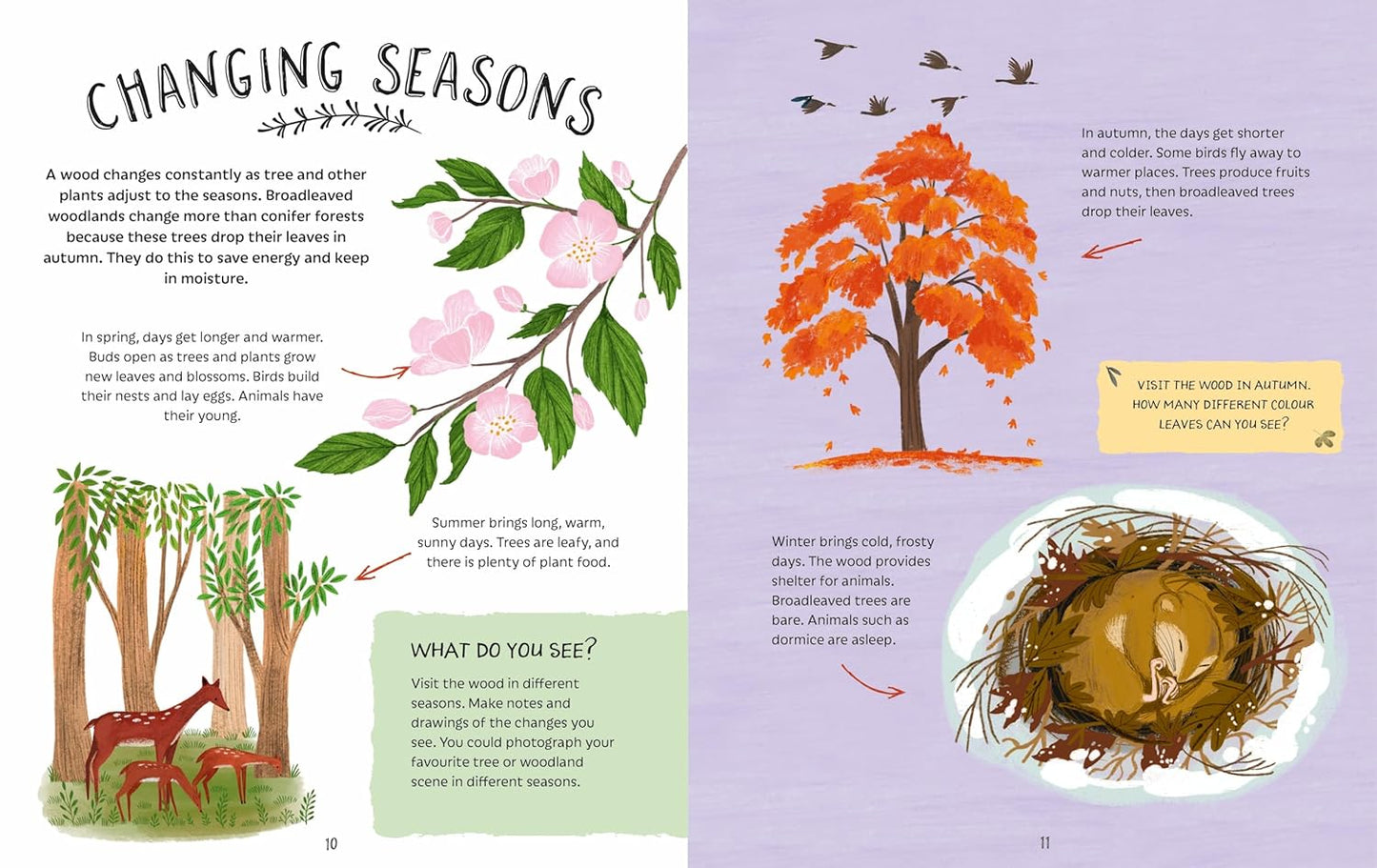Exploring Woods Pages Jen Green Hachette 9781526327420