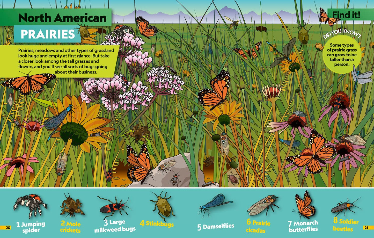 Insects Pages NGK HarperCollins 9780008554378