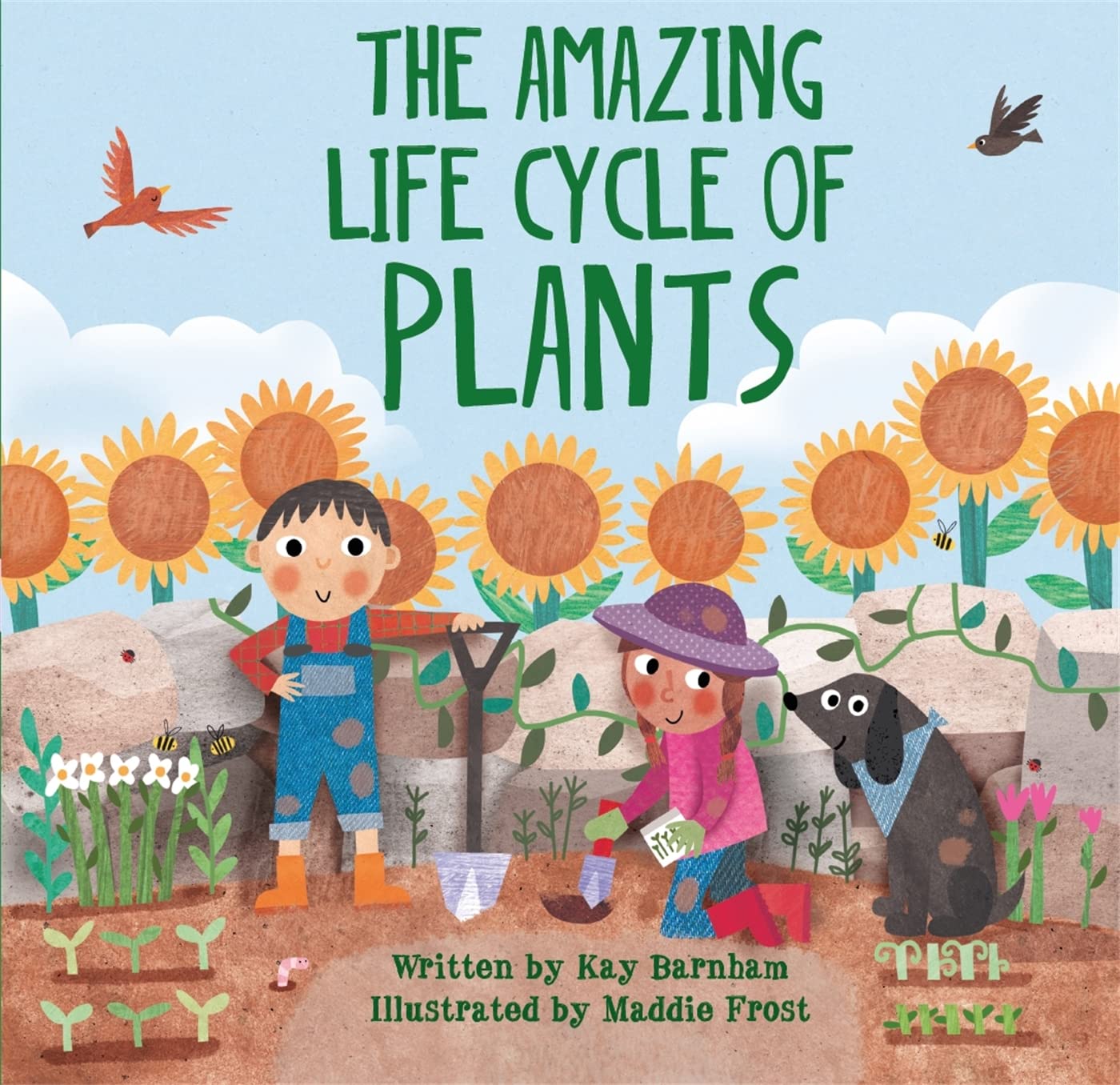 The Amazing Life Cycle of Plants Cover Hachette Kay Barnham 9780750299589