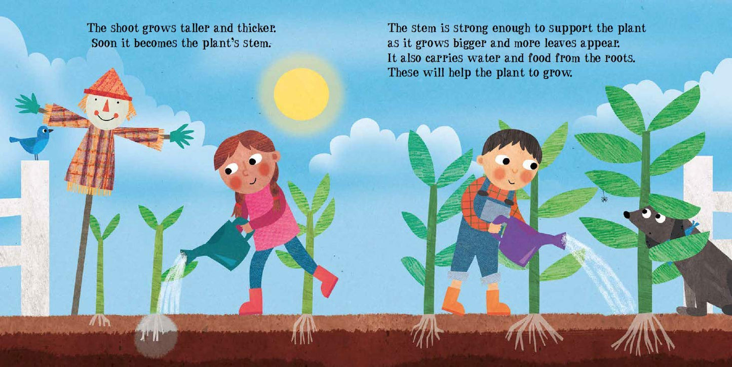 The Amazing Life Cycle of Plants Pages Hachette Kay Barnham 9780750299589