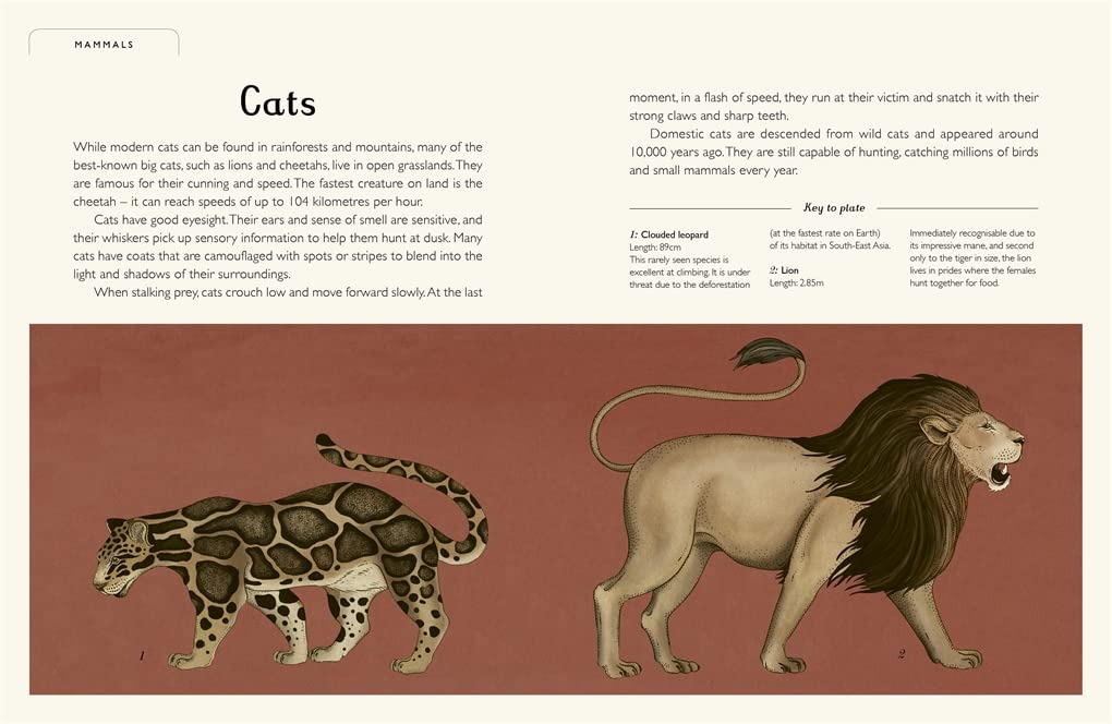 Animalium Inside Templar Books Jenny Broom 9781800783706