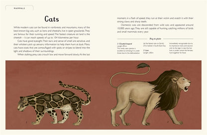 Animalium Inside Templar Books Jenny Broom 9781800783706
