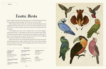 Animalium Pages Templar Books Jenny Broom 9781800783706