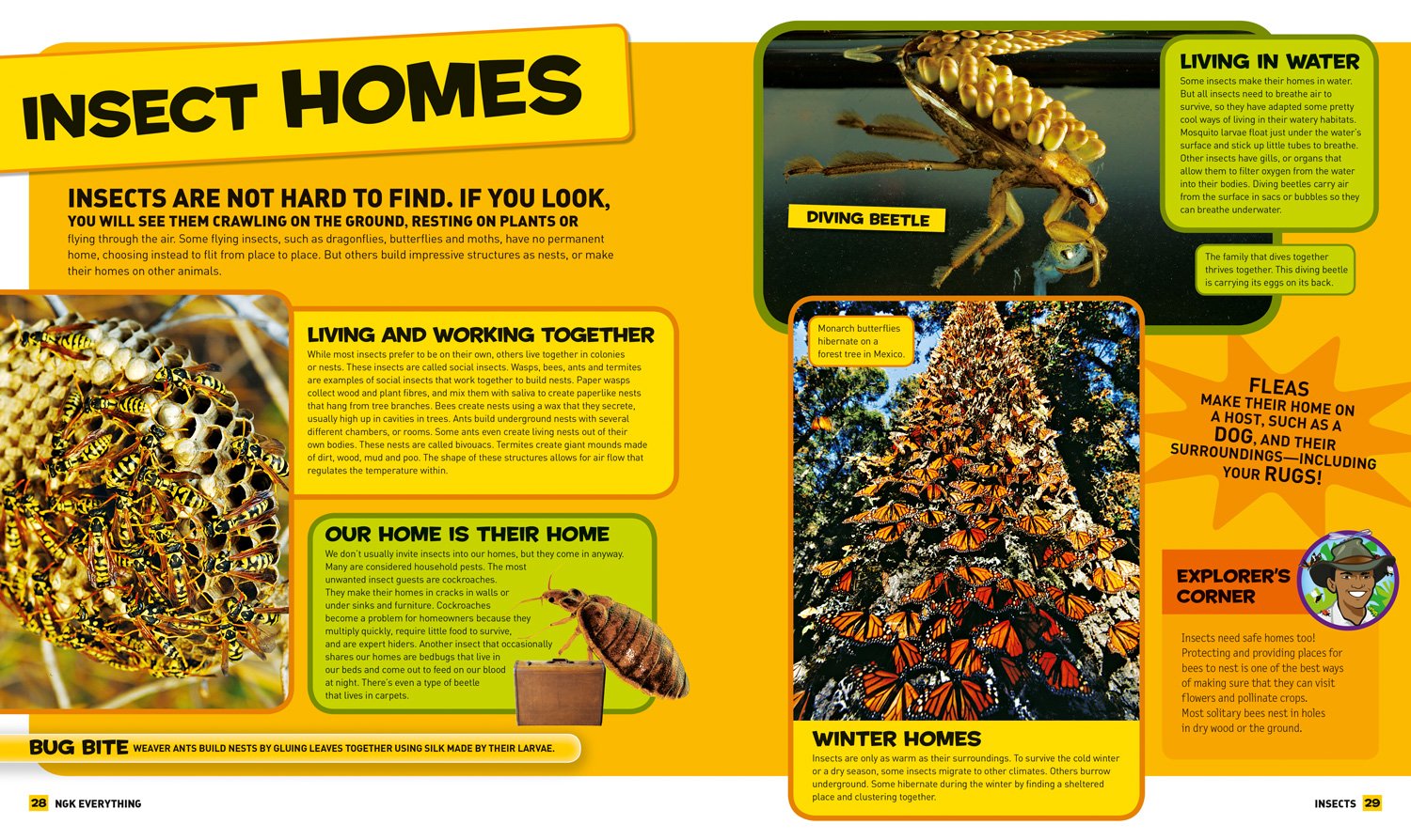 Everything: Insects Pages NGK HarperCollins 9780008267780